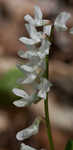 Carolina vetch